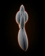 05_macro_ergonomic_contour.png