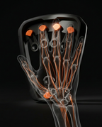 11_anatomy_section.png