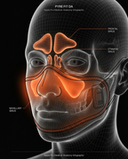 11_anatomy_sinus_diagram.png