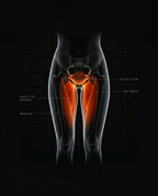 11_medical_anatomy_adductors.png