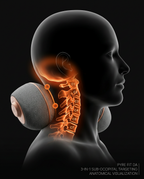 11_medical_cervical_anatomy.png