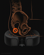 11_medical_coccyx_anatomy.png