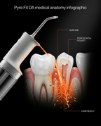11_medical_gum_anatomy.png