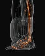 11_medical_nerve_anatomy.png