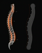 11_medical_spine_anatomy.png