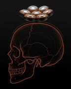 11_section_anatomy_contour.png