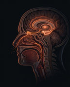 11_section_limbic_brain.png