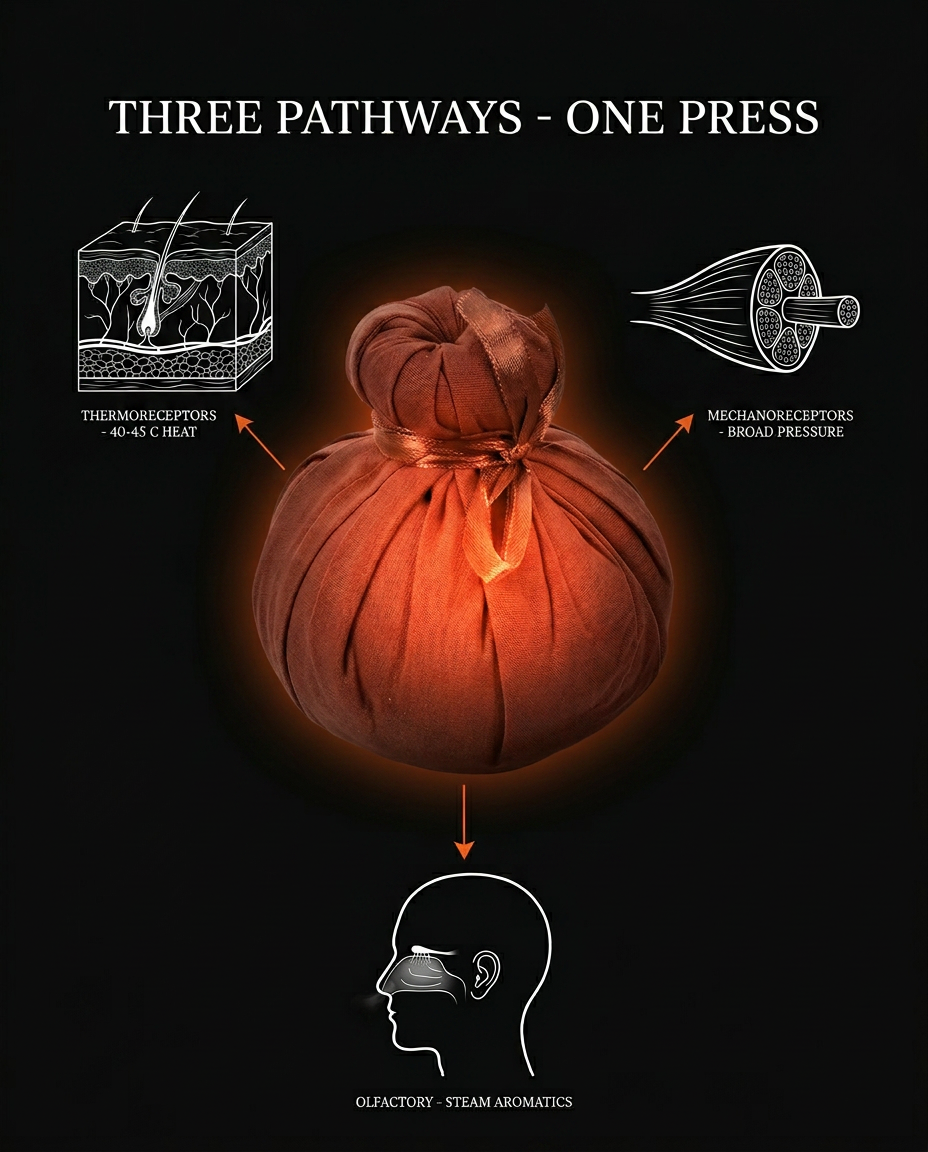 12_medical_three_pathways.png