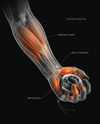 12_section_anatomy_forearm.png