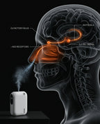 12_section_olfactory_anatomy.png
