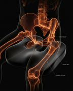 13_section_anatomy_pelvis.png