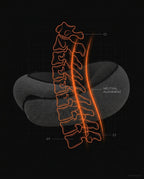 13_section_cervical_anatomy.png
